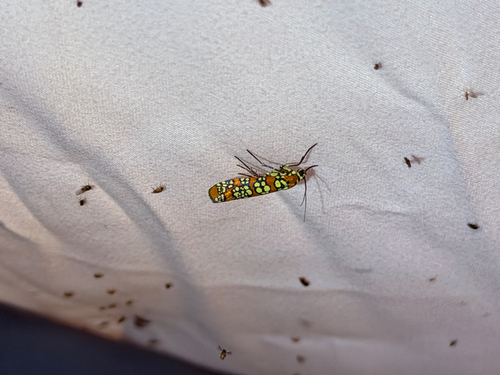 Ailanthus Webworm Moth