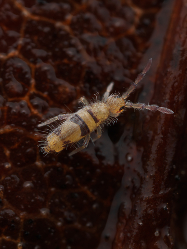 Entomobrya triangularis