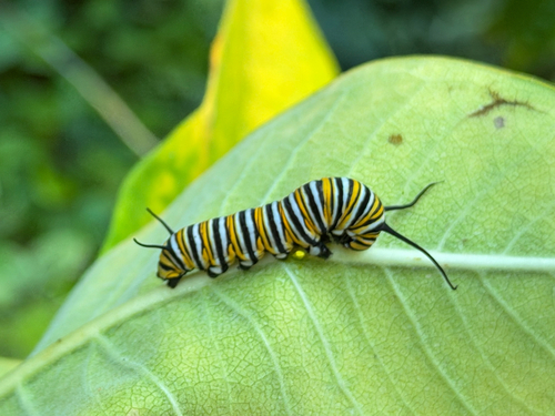 Monarch