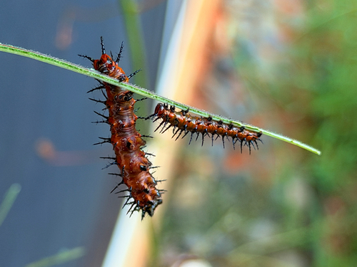 Gulf Fritillary