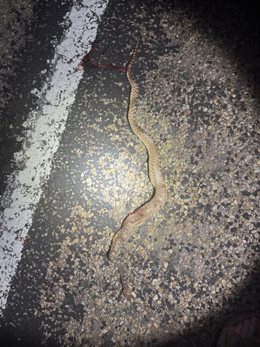 Gopher Snake