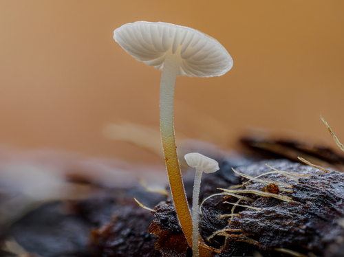 Fir-Cone Mushroom