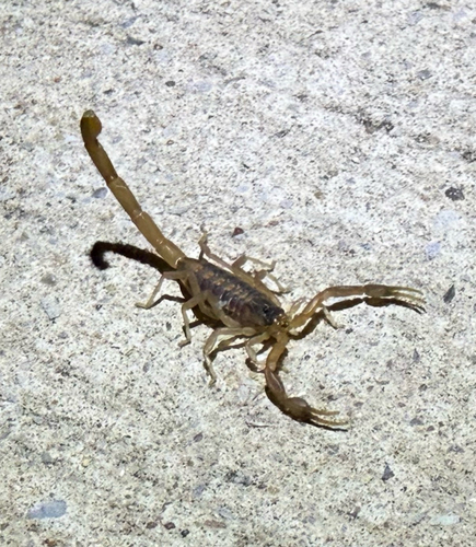 Striped Bark Scorpion