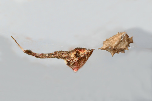 Featherlegged Orbweaver photo 4