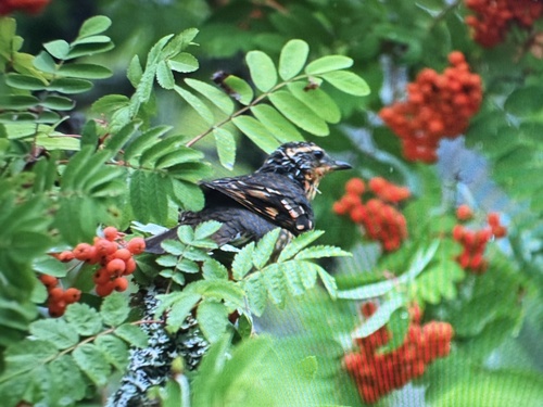 Varied Thrush