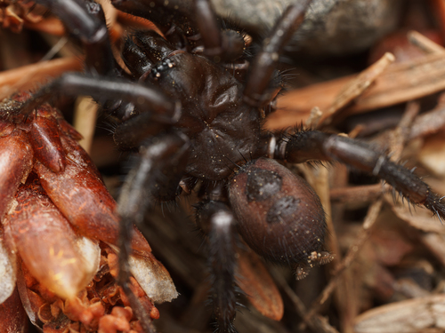Pacific Foldingdoor Spider