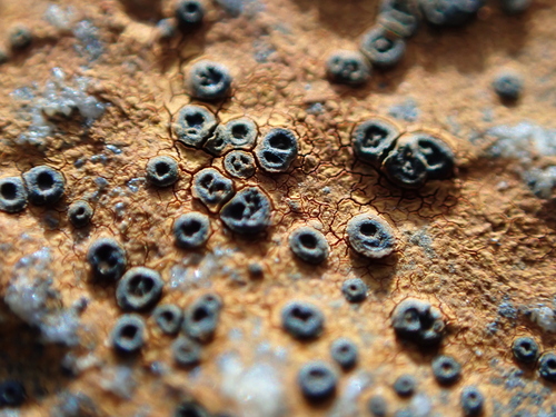 Rusty-rock Lichen