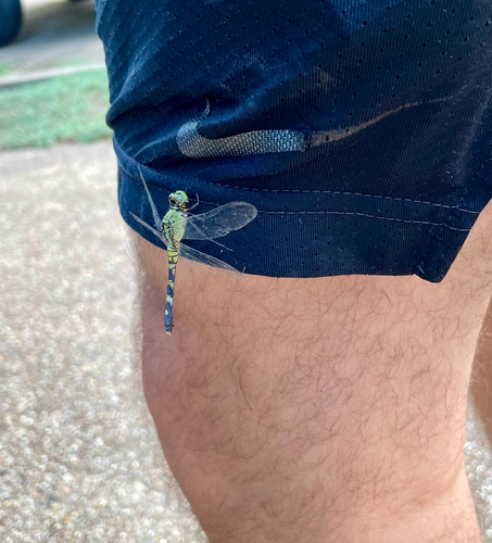 Eastern Pondhawk
