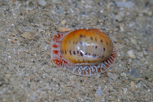 Naticarius onca observed 2026-09-11
