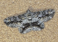 Cleora injectaria