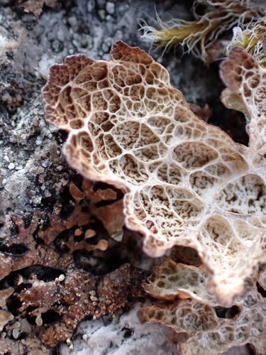 Platismatia lacunosa