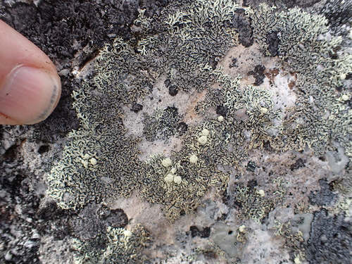 Finger Ring Lichen
