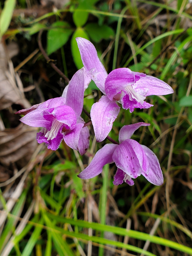 Bletia purpurea, photograph 4