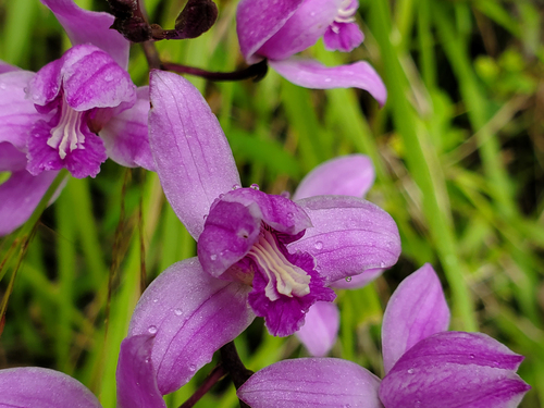 Bletia purpurea, photograph 1