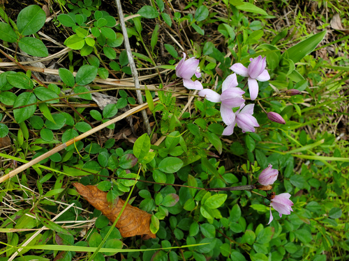 Bletia purpurea, photograph 3