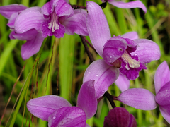 Bletia purpurea