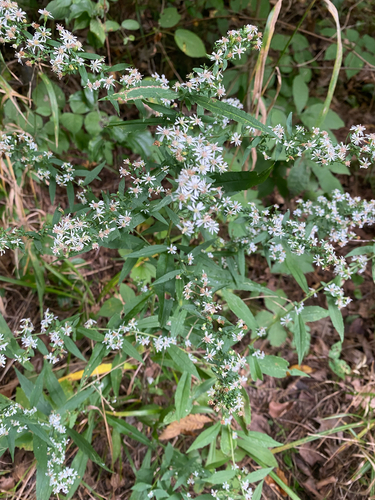 calico aster