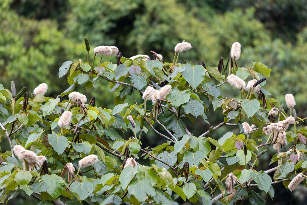 Ochroma pyramidale; photograph (c) Tom Field, some rights reserved (CC BY)