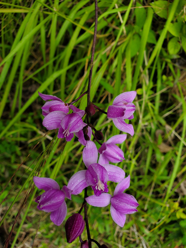 Bletia purpurea, photograph 2