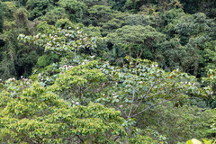 (c) Tom Field, some rights reserved (CC BY) Ochroma pyramidale, photograph (c) Tom Field, some rights reserved (CC BY)