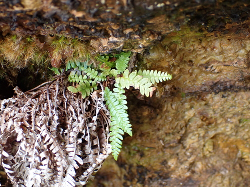 deer fern