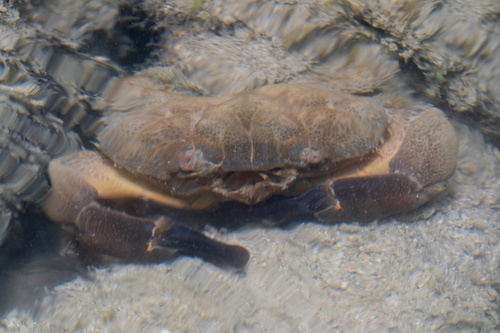 Etisus laevimanus observed 2026-09-11