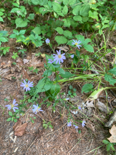 sky blue aster