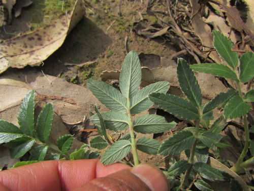 Acaena argentea, photograph 2