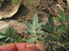 Acaena argentea, photograph (c) Bruno Avilez, some rights reserved (CC BY)
