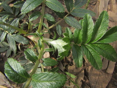 Acaena argentea, photograph (c) Bruno Avilez, some rights reserved (CC BY)