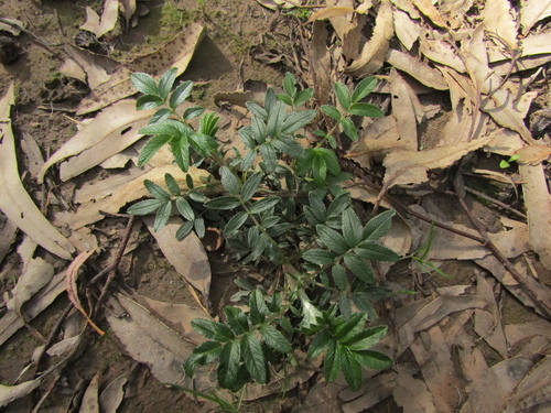 Acaena argentea, photograph 1