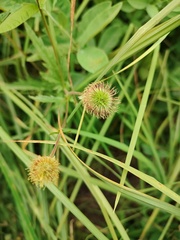 author not stated, no rights reserved Geum aleppicum, photograph author not stated, no rights reserved