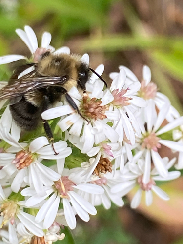 Common Eastern Bumble Bee