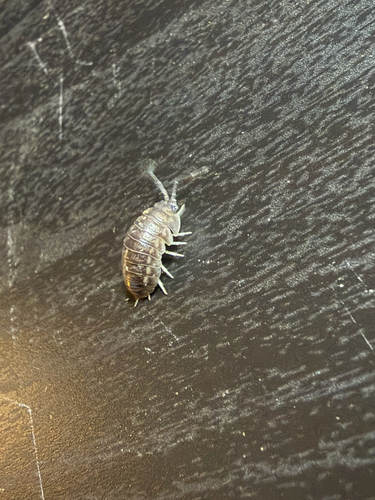 Curly Woodlouse