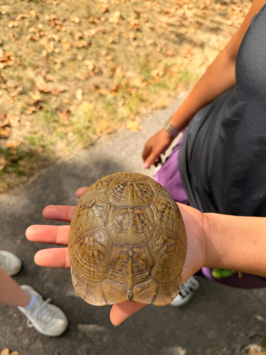 Three-toed Box Turtle