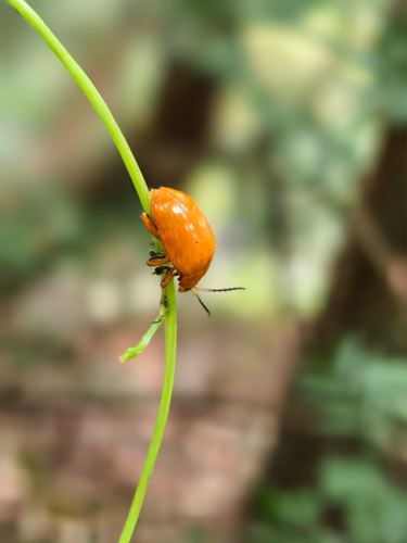 Podontia lutea