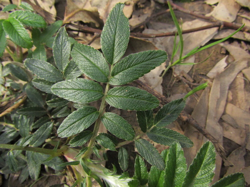 Acaena argentea