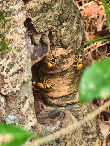 Black Shield Hornet
