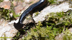 Bipalium fuscolineatum