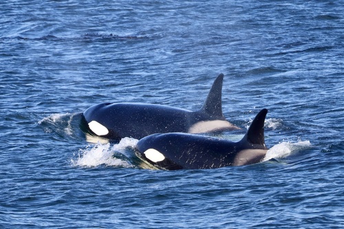 Sighting photo