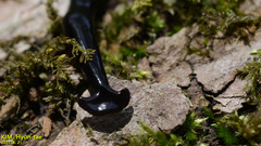 Bipalium fuscolineatum