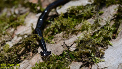 Bipalium fuscolineatum