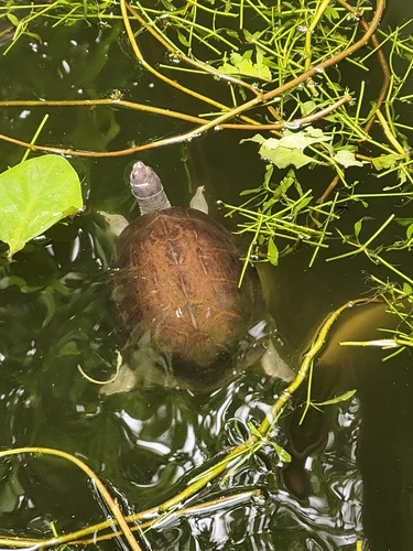 Indian Black Turtle
