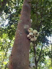 Syzygium cormiflorum