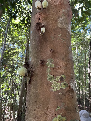Syzygium cormiflorum, photograph 2