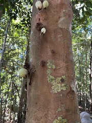 (c) Samuel Brown, some rights reserved (CC BY) Syzygium cormiflorum, photograph (c) Samuel Brown, some rights reserved (CC BY)