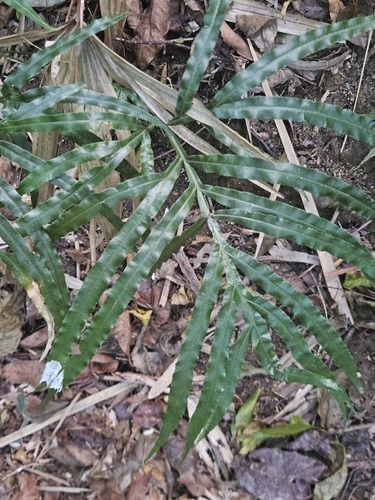 Pteris umbrosa observed 2026-09-05