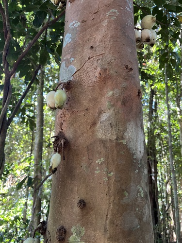 Syzygium cormiflorum, photograph 3