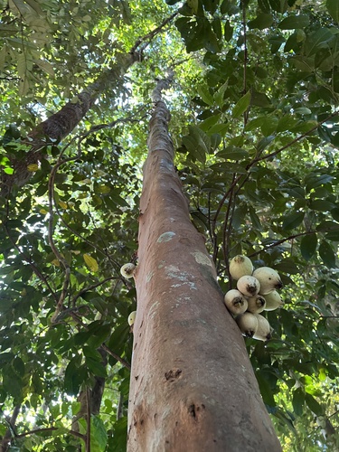 Syzygium cormiflorum, photograph 4