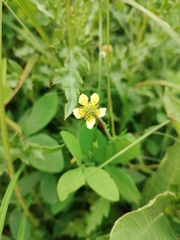 author not stated, no rights reserved Geum aleppicum, photograph author not stated, no rights reserved